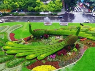 五色草造型优点